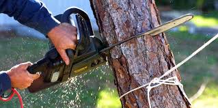 Best Tree and Shrub Care  in Rosedale, MS
